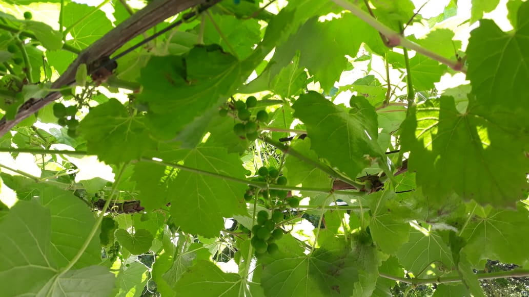 Vineyards - Vineyard Landscape 8
