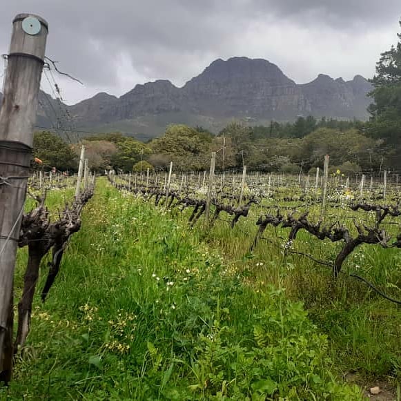 Vineyards - Vineyard Landscape 3
