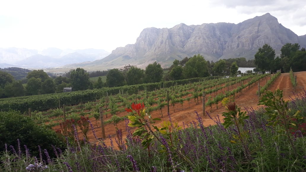 Vineyards - Vineyard Landscape 6
