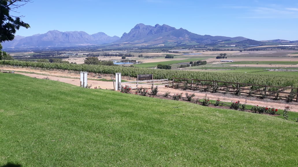 Vineyards - Vineyard Landscape 2