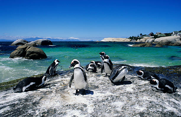 Boulders Beach & Cape Point