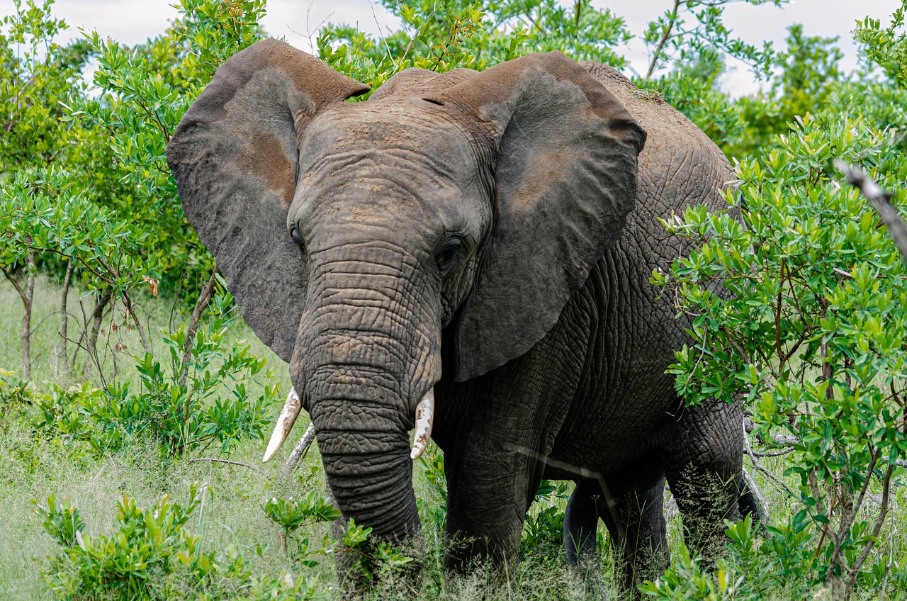 Elephant in the wild