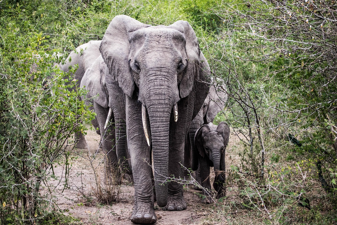 Elephant in the wild