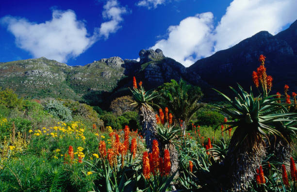 Table Mountain, Kirstenbosch Gardens & Constantia Wine Tasting