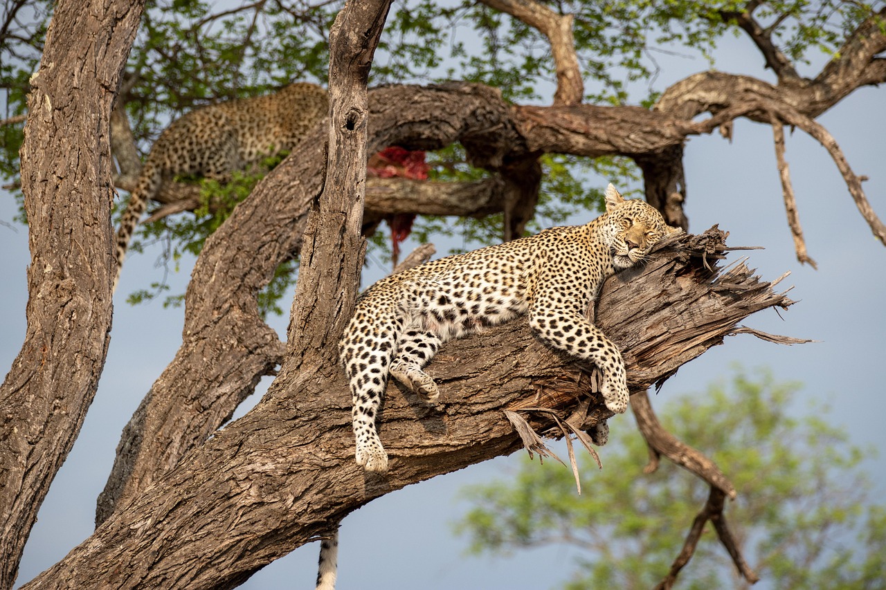 Cheetah Outreach & Wine Tasting