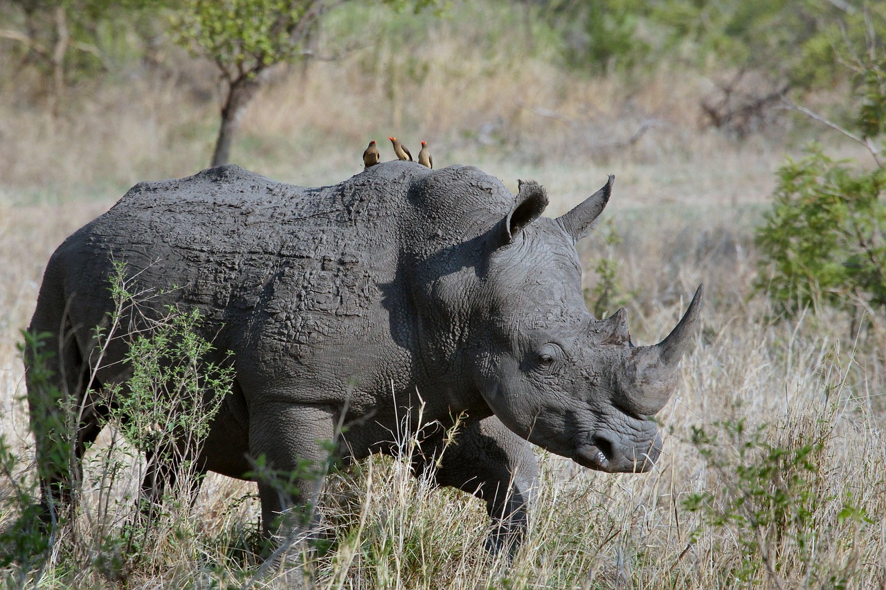 Rhinoceros in the wild