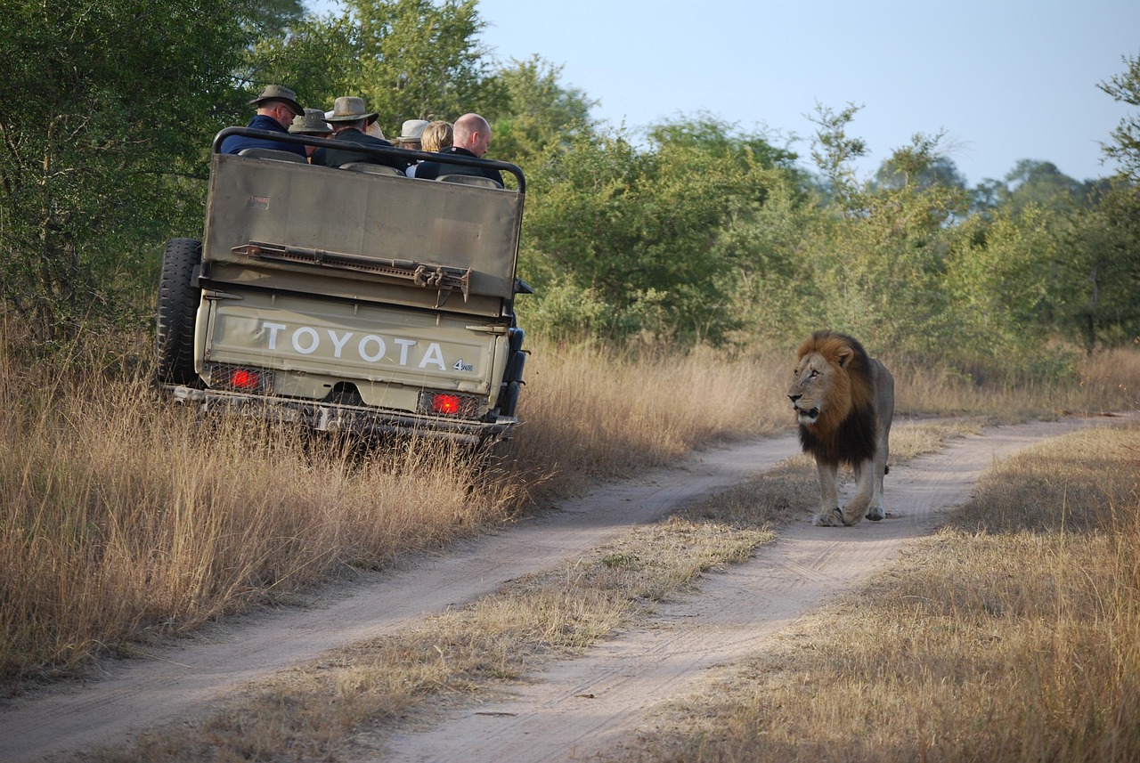 Safari wildlife