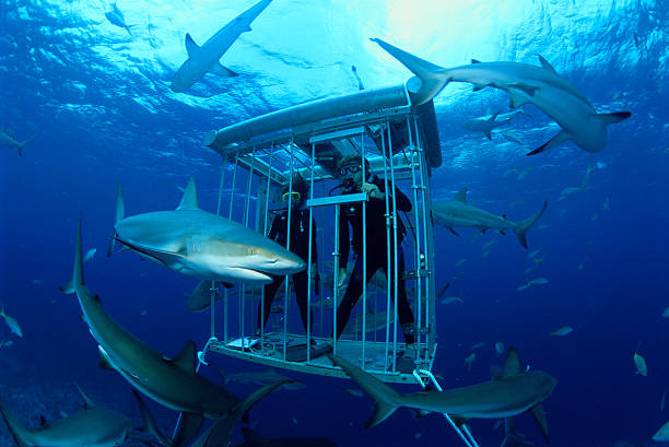 Shark Cage Diving – Face the Apex Predator