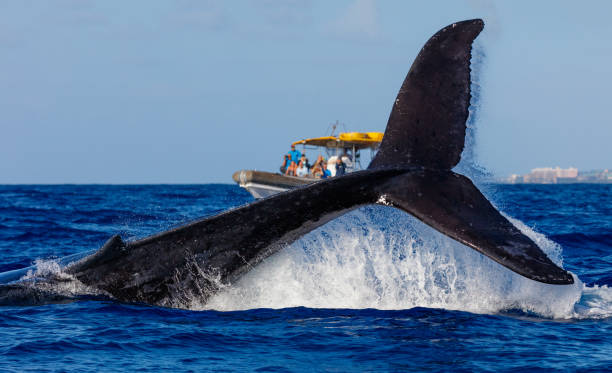 Whale Watching, Wine Tasting & Penguin Tour